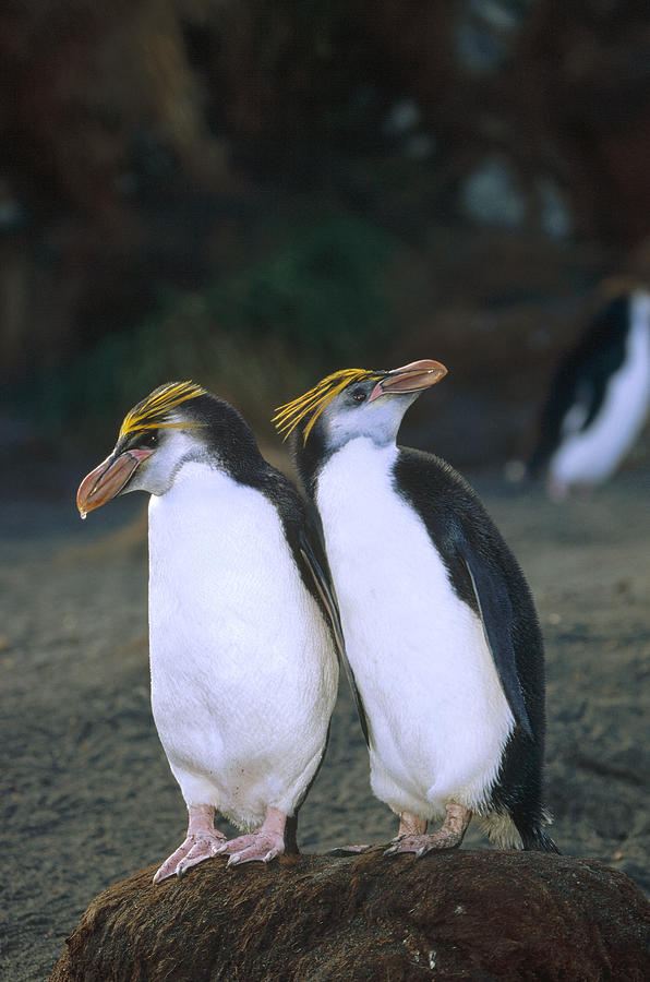Royal Penguin Pair On Nest Macquarie Isl Photograph by Konrad Wothe