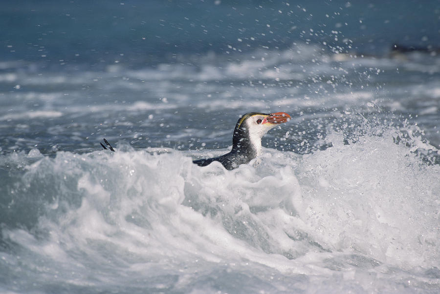 Royal Penguin Swimming In Surf Photograph by Konrad Wothe