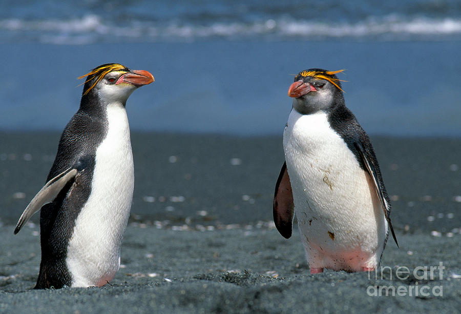 Wildlife Photograph - Royal Penguins Eudyptes Schlegeli by Art Wolfe