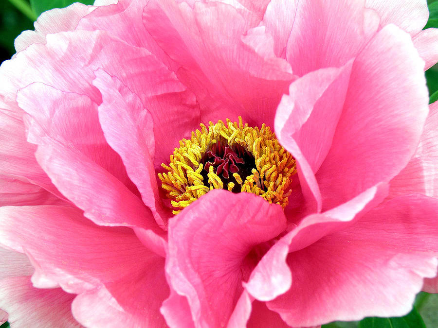 Flower Photograph - Royal Peony by Jean Hall