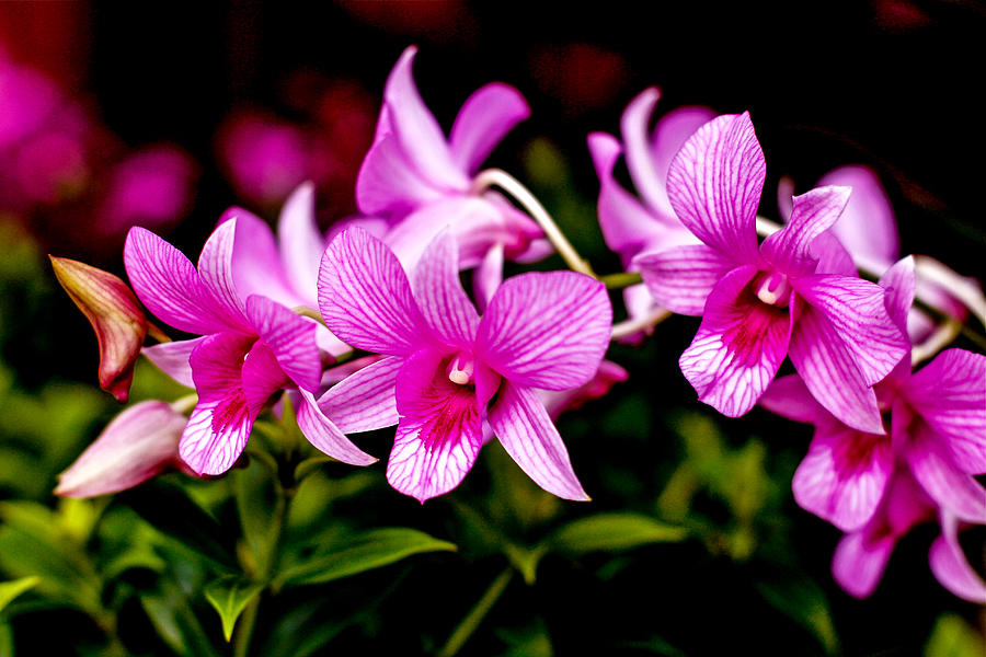 Orchid Photograph - Royal Pink Orchid by Donald Chen