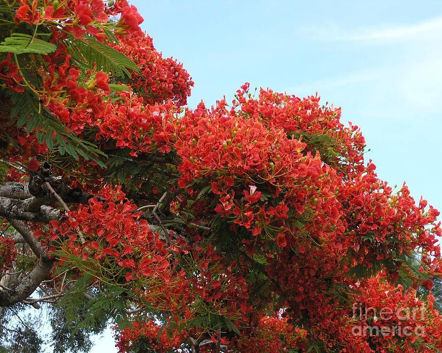 Royal Poinciana Branch Photograph by Mary Deal