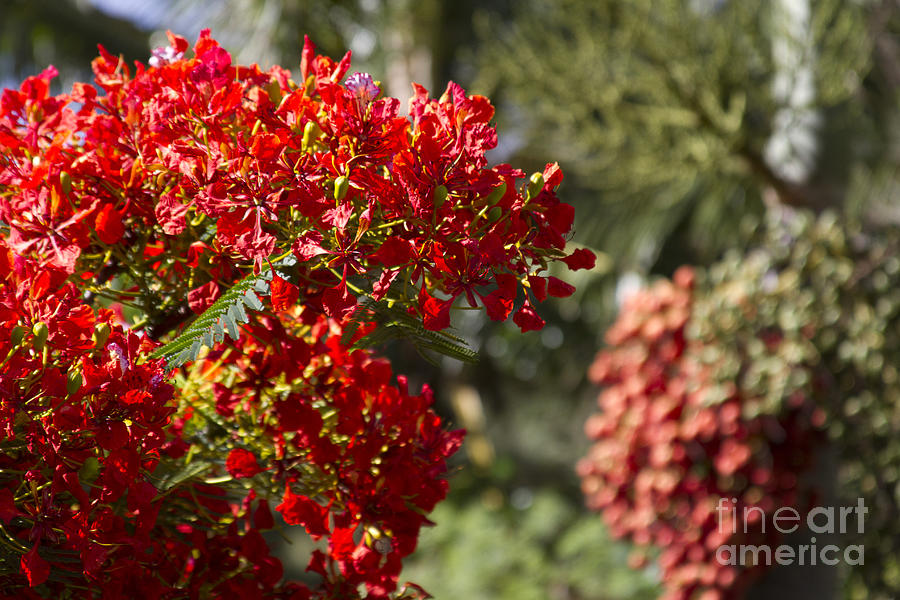 Nature Photograph - Royal Poinciana - Flamboyant - Delonix regia - Honokohau Maui Hawaii by Sharon Mau