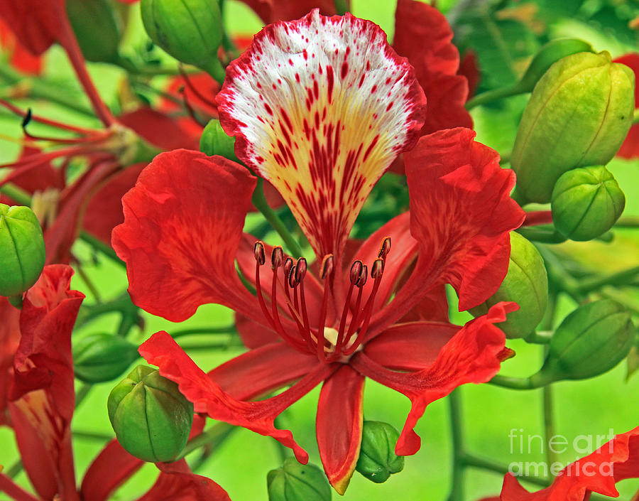 Royal Poinciana Bloom With Buds Photograph by Larry Nieland
