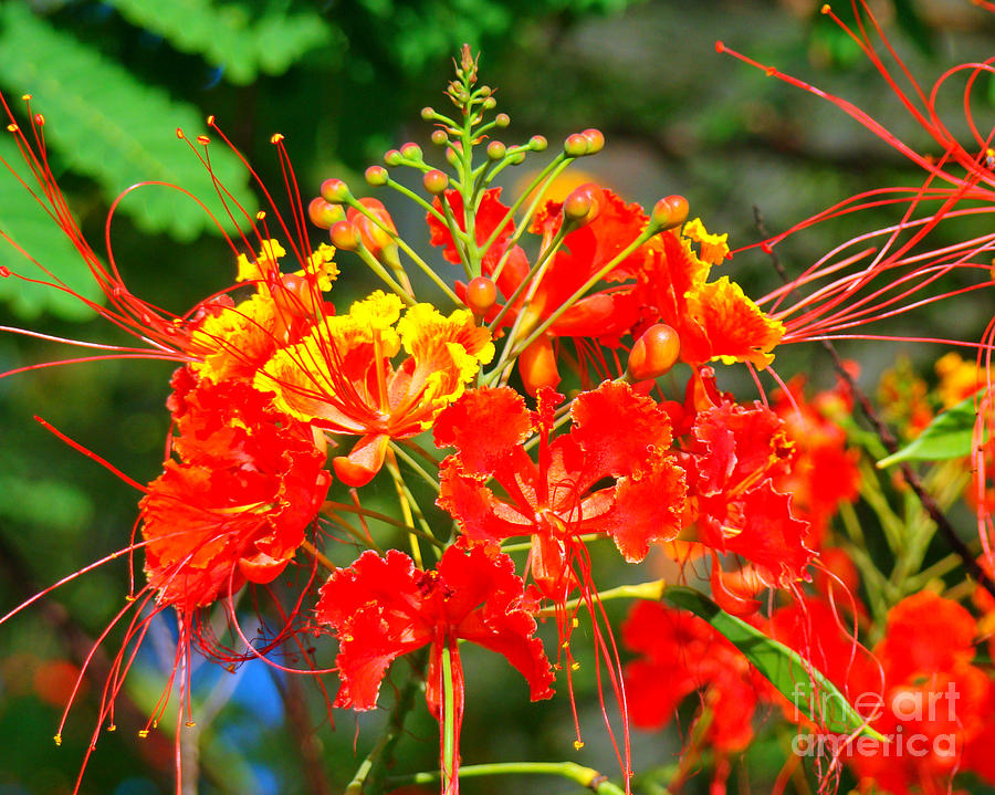Flower Photograph - Royal Poinciana by Nancy L Marshall