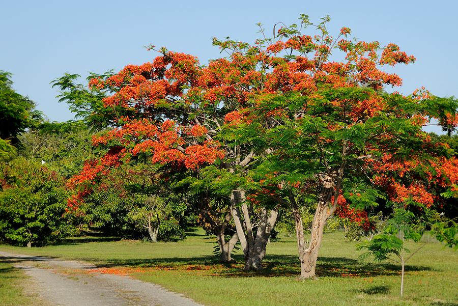 Royal Poinciana Tree Photograph by Bradford Martin