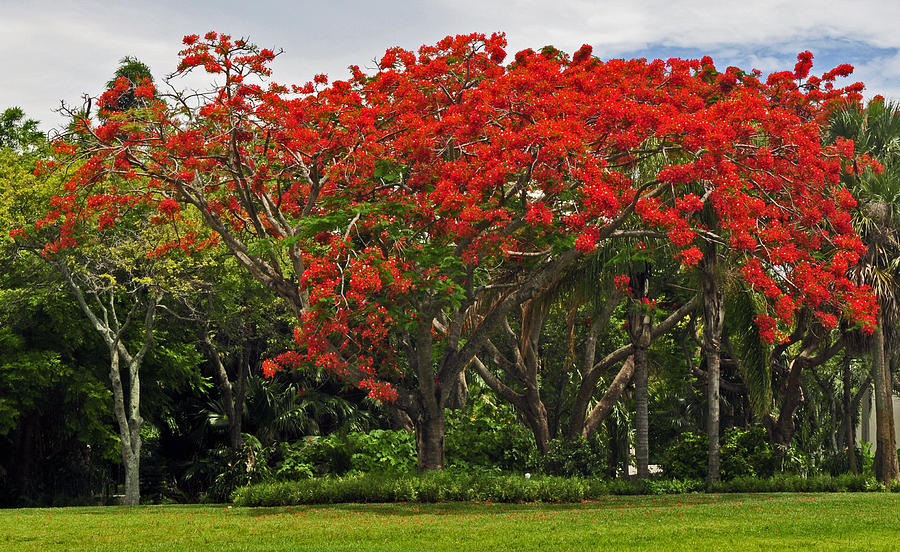 Royal Poinciana Tree Photograph by Winston D Munnings
