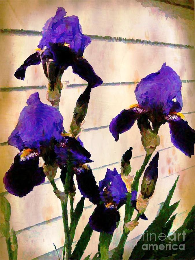 Royal Purple Iris Photograph by Judy Palkimas