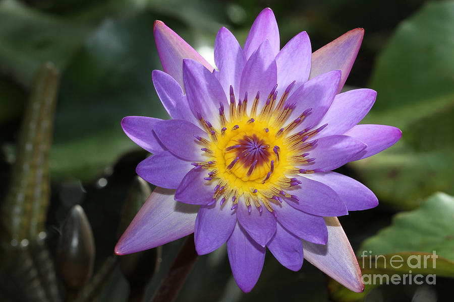 Royal Purple Water Lily #9 Photograph by Judy Whitton