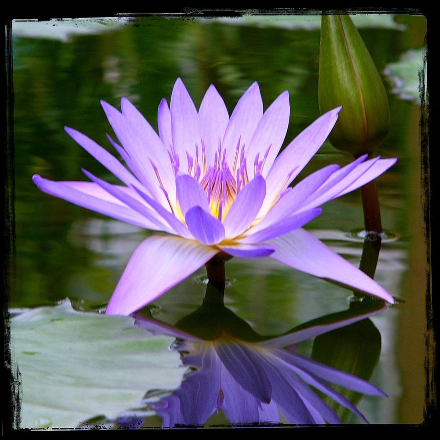 Royal Purple Water Lily Photograph by Judy Allen - Fine Art America