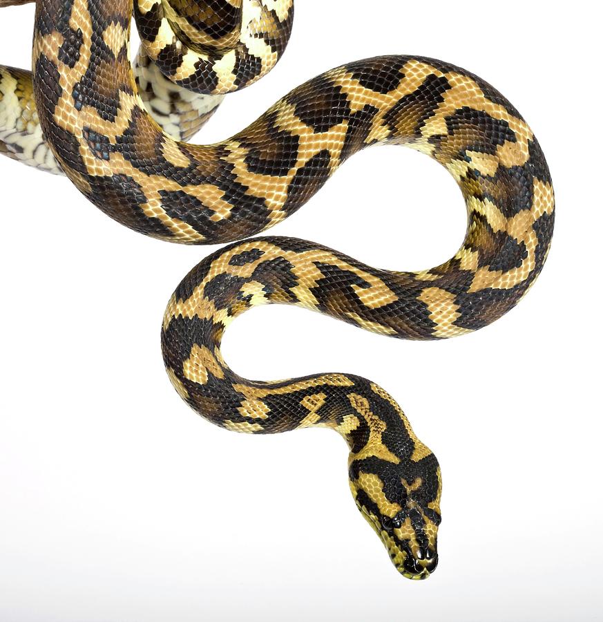 Royal Python Photograph by Pascal Goetgheluck/science Photo Library ...