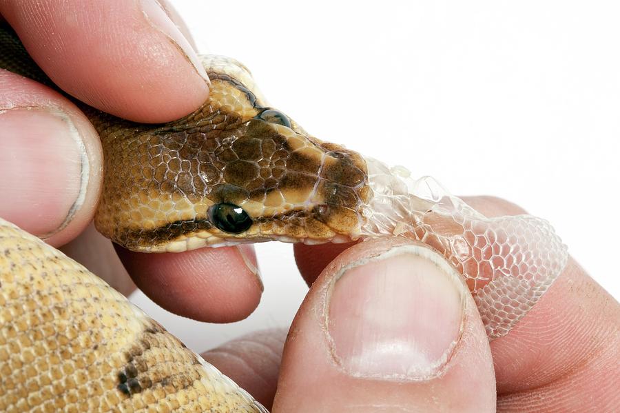 Royal Python Shedding Its Skin Photograph by Pascal Goetgheluck/science ...