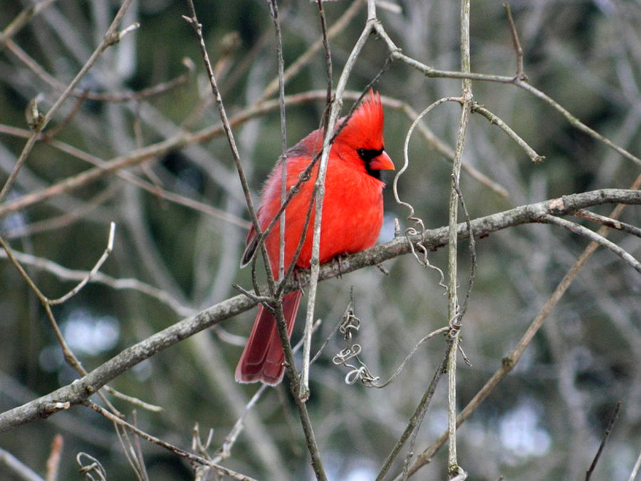 Royal Red Cardinal Photograph