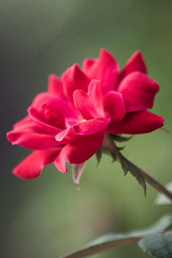 Flowers Still Life Photograph - Royal Red by Parker Cunningham