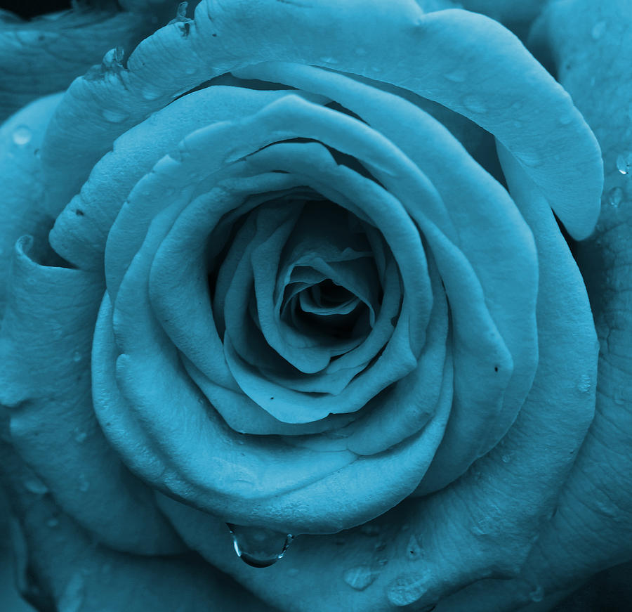 Nature Photograph - Royal Rose by April Wietrecki Green