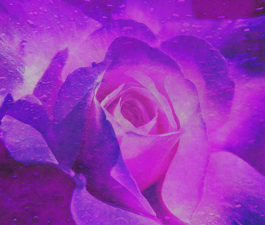 Royal Rose Digital Art by Dennis Buckman - Fine Art America