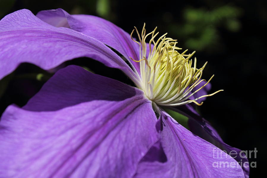 Royal Splendor Photograph by Steven Rees | Fine Art America