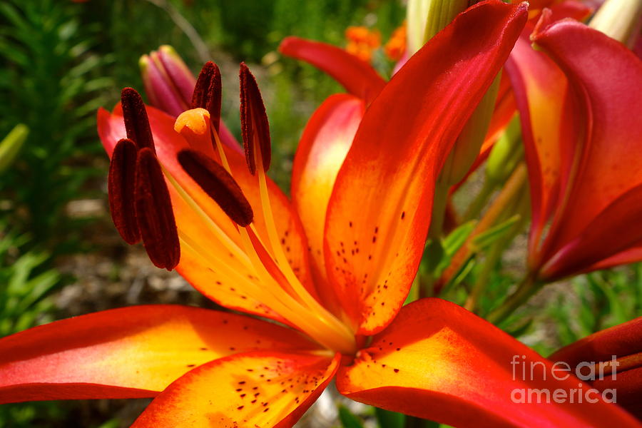 Sunset Photograph - Royal Sunset Lily by Jacqueline Athmann