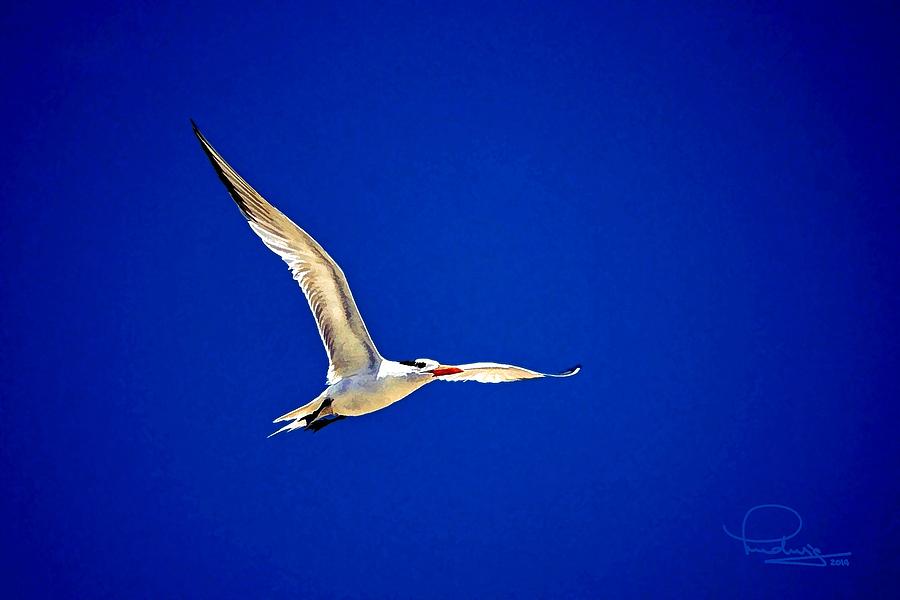 Royal Tern 2 Photograph by Ludwig Keck