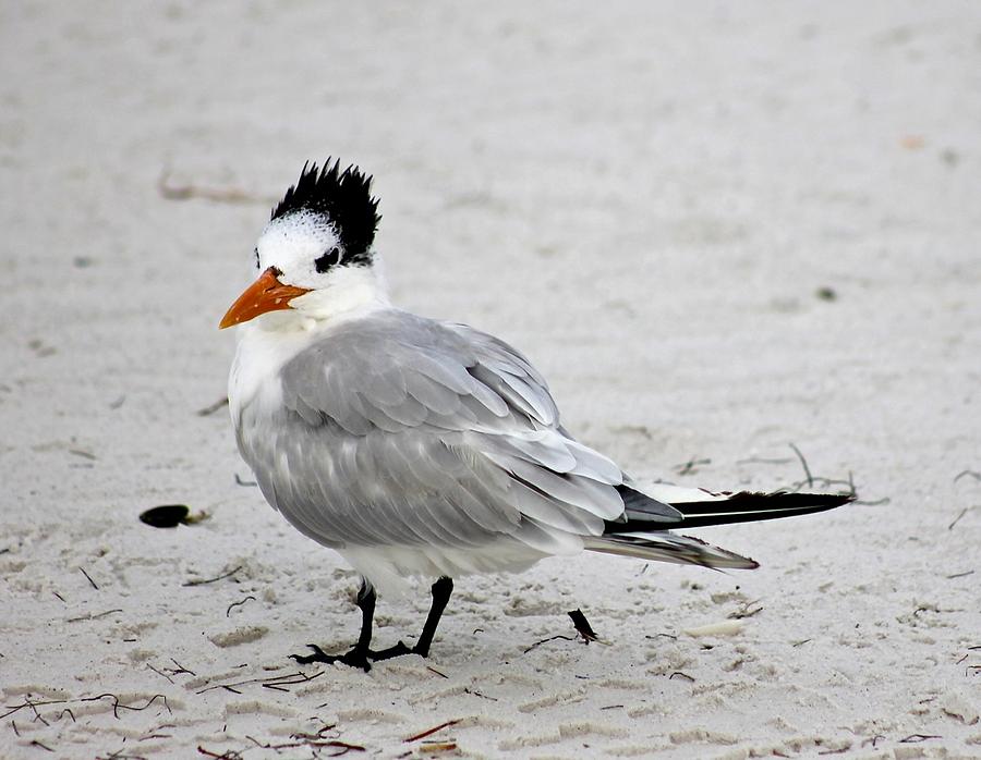Royal Tern - Adult Nonbreeding Photograph by Jeanne Juhos