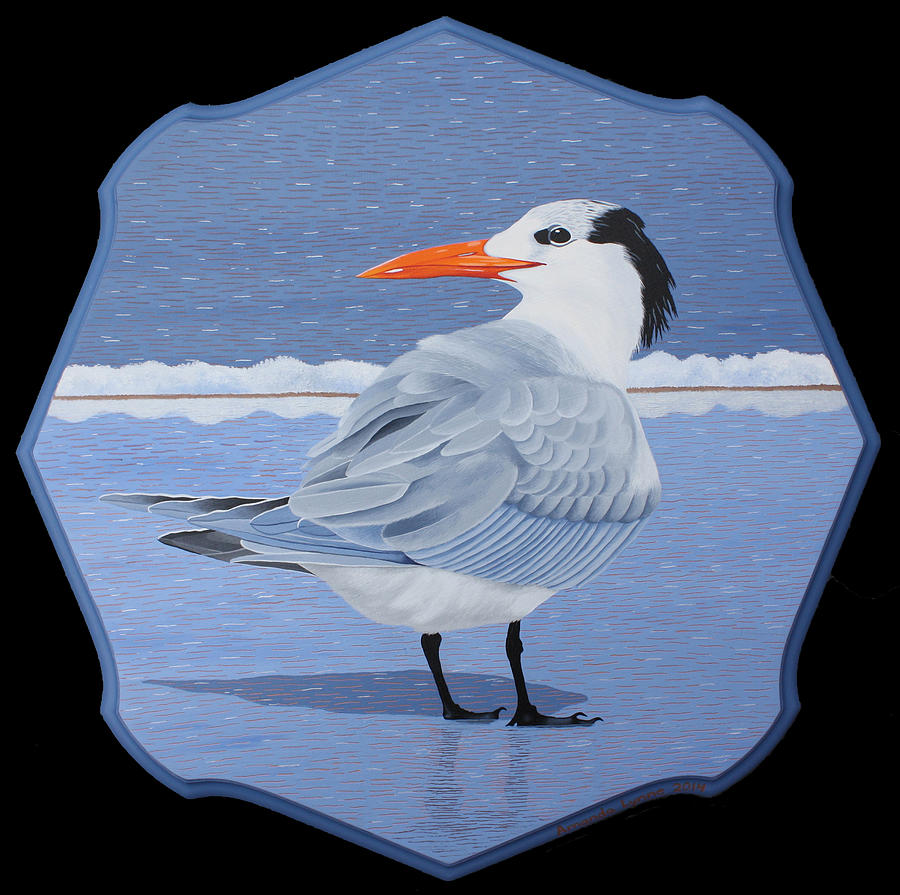 Royal Tern Painting by Amanda  Lynne