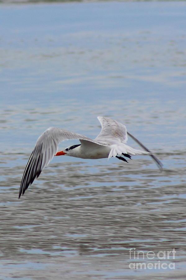 Royal Tern Photograph by Andre Turner