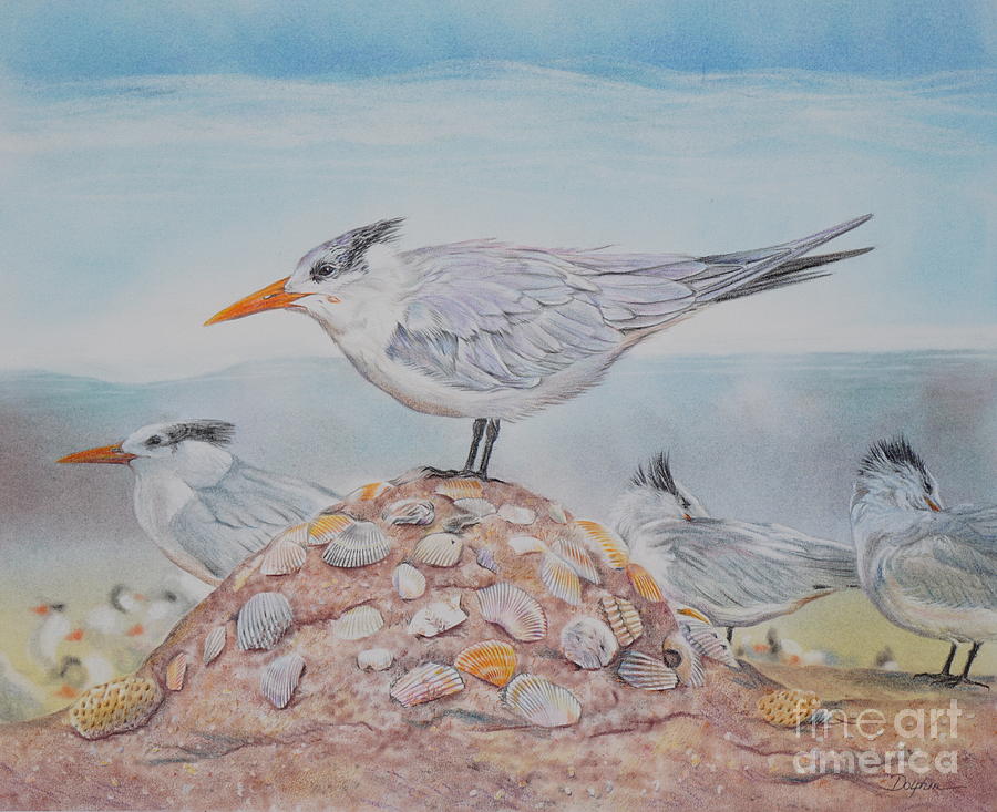 Royal Tern Drawing by Gail Dolphin - Fine Art America