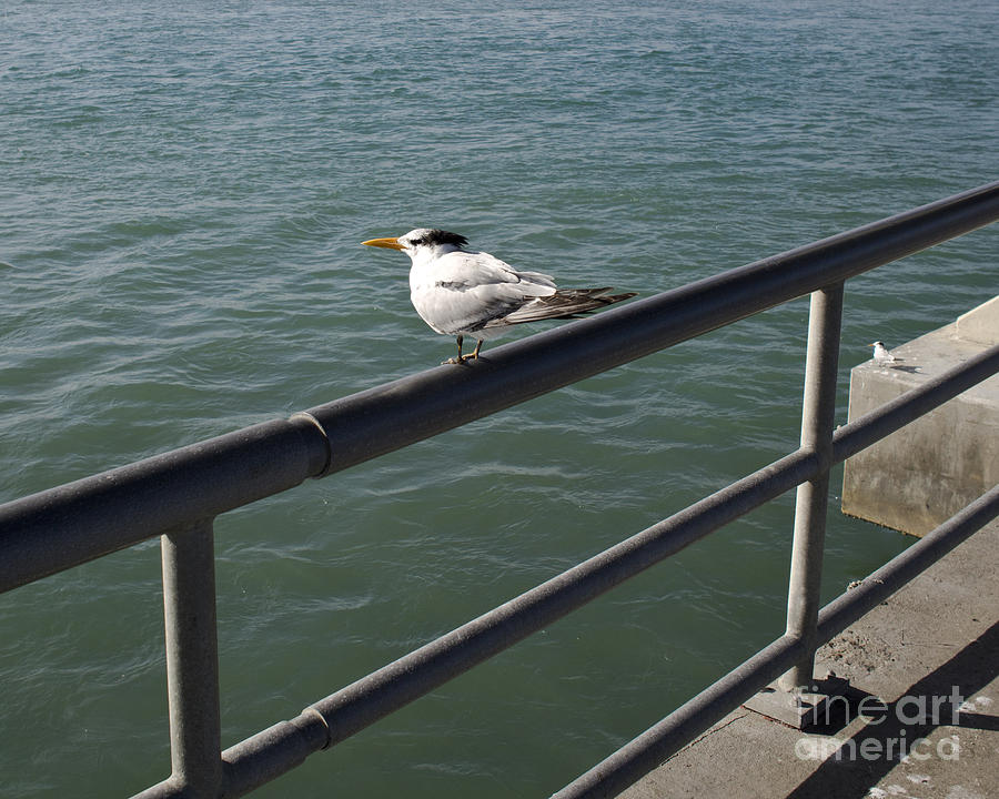 Royal Tern In Florida Photograph