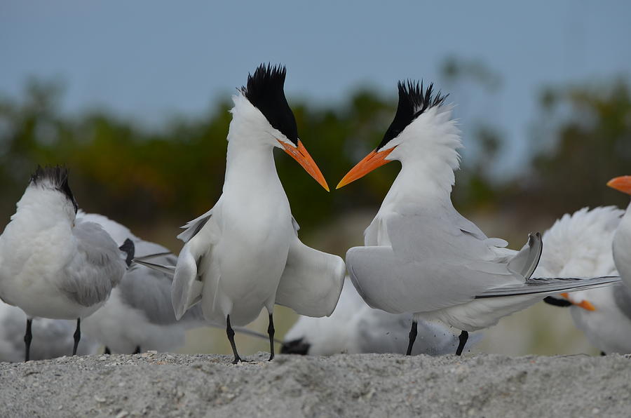 Royal Tern Photograph