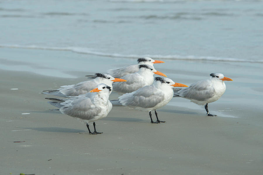 Bird Photograph - Royal Tern, New Smyrna Beach, Florida by Jim Engelbrecht