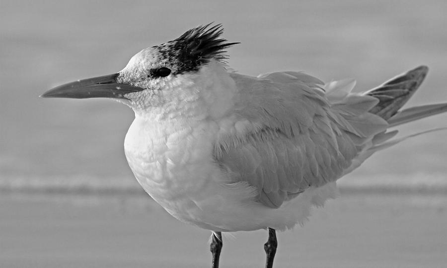 Feather Photograph - Royal Tern on Siesta Key by Betsy Knapp