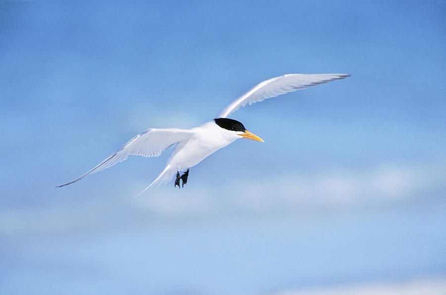 Royal Tern Photograph by Paul J. Fusco