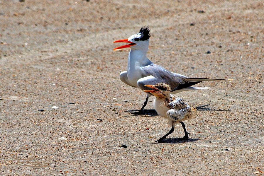 Royal Tern with Chick Photograph by Ludwig Keck