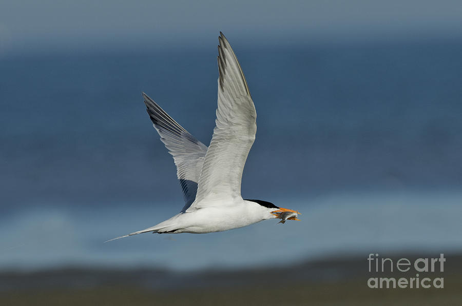 Royal Tern With Fish Photograph by Anthony Mercieca