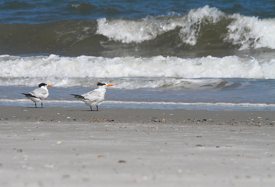 Beach Photograph - Royal Terns 6 by Cathy Lindsey