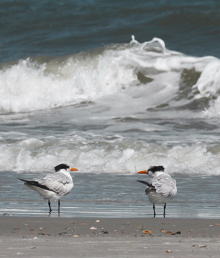 Beach Photograph - Royal Terns 7 by Cathy Lindsey