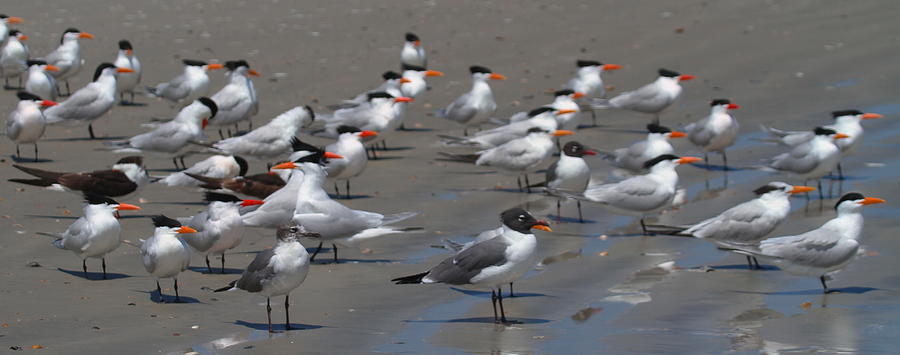 Royal Terns And Seagulls Photograph By Cathy Lindsey