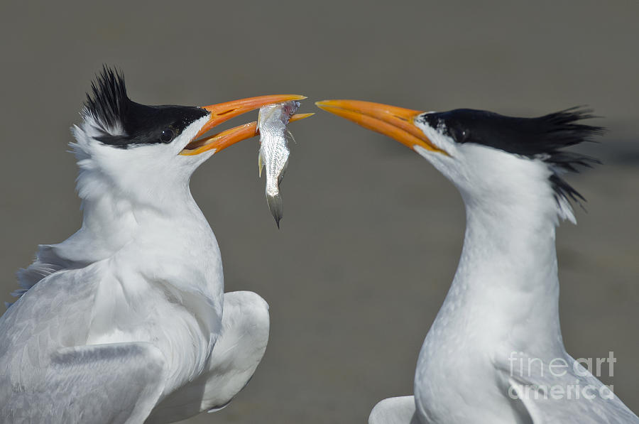 Royal Terns Photograph by Anthony Mercieca
