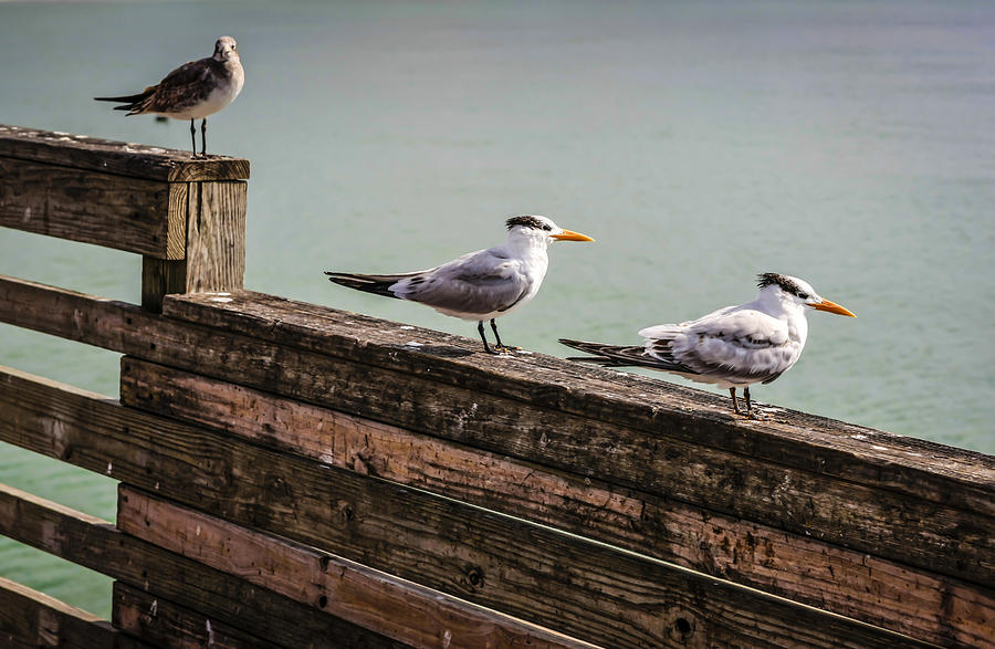 Royal Terns Photograph by Chris Smith