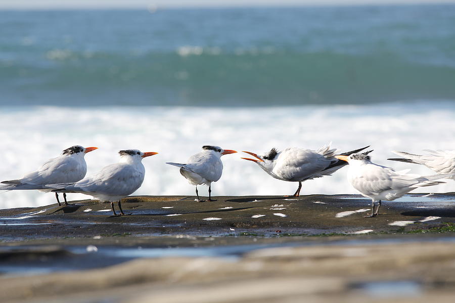 Royal Terns Photograph by Jane Girardot
