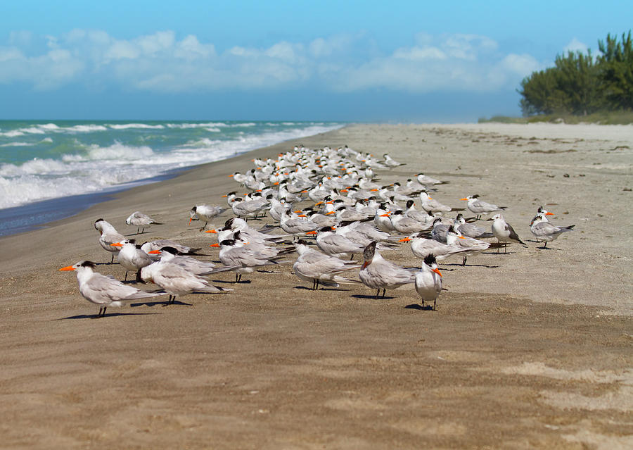 Wildlife Photograph - Royal Terns on the Beach by Kim Hojnacki