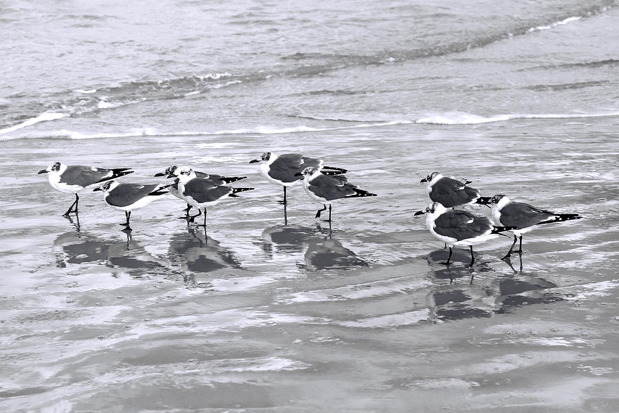 Royal Terns Winter Plumage Photograph by Lynn Palmer - Pixels