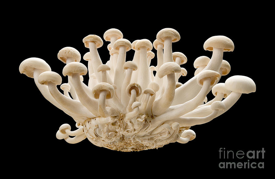 Mushroom Digital Art - Royal Trumpet Mushroom by Danny Smythe