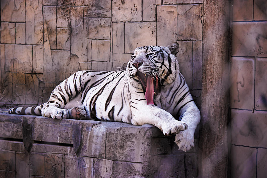 White Tiger Photograph - Royal White Bengal Tiger by Rusty Jeffries