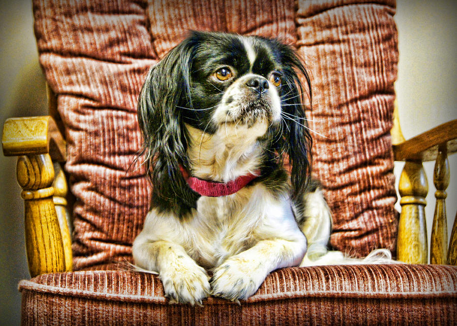 Royalty - Japanese Spaniel Photograph by Cricket Hackmann