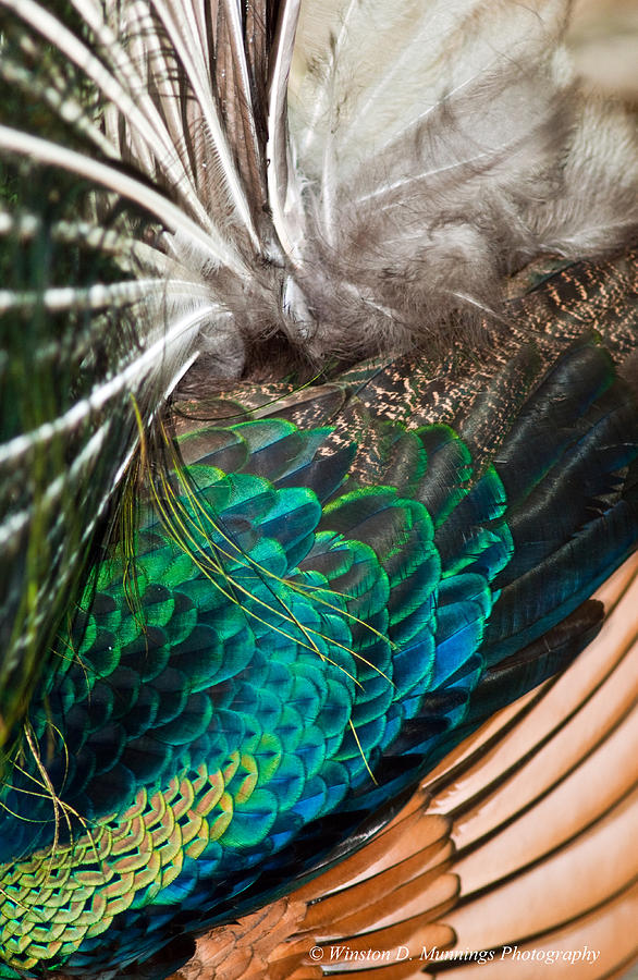 Feathers of The Green Peafowl #1 Photograph by Winston D Munnings