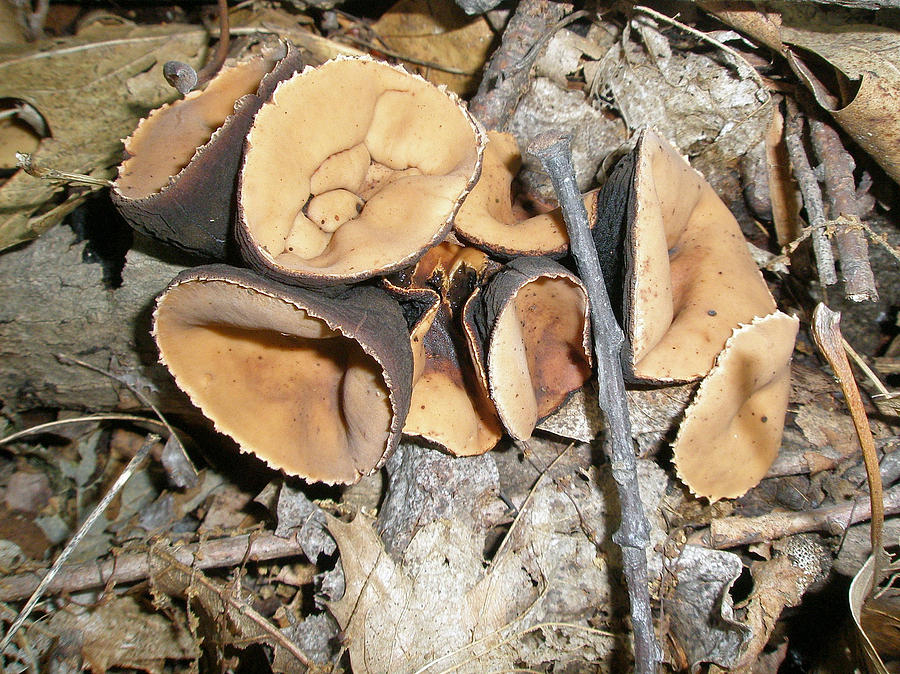 Rubber Cup Mushrooms - Galiella rufa Photograph by Carol Senske