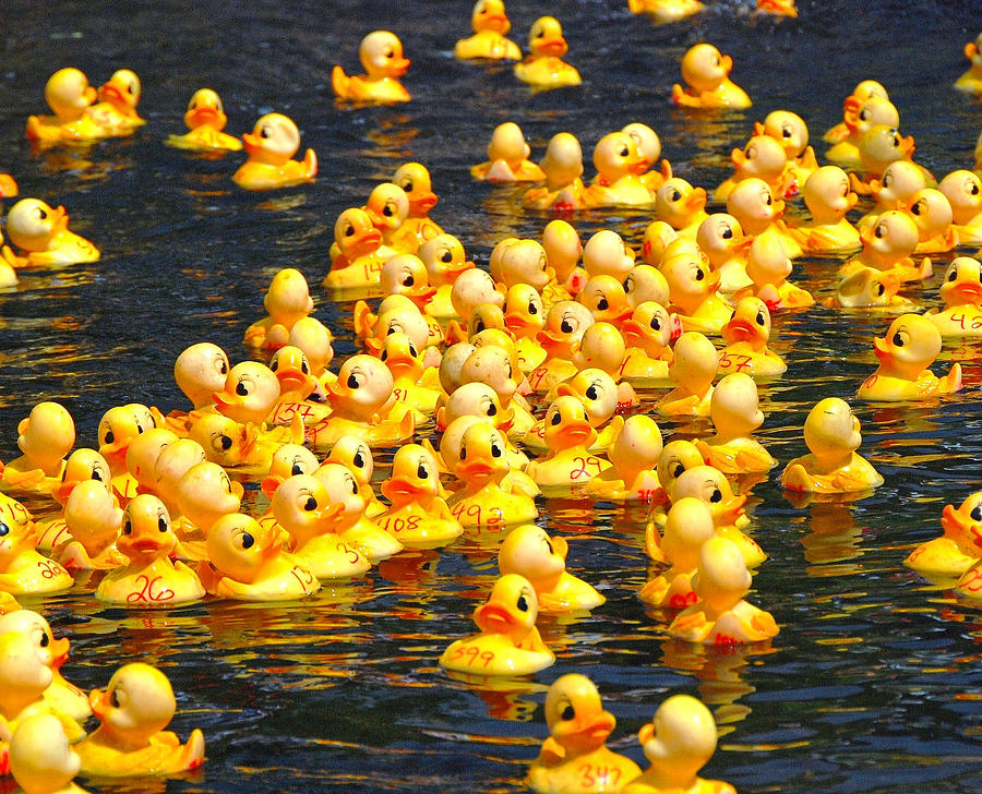 Duck Photograph - Rubber Duck Race by Allen Beatty