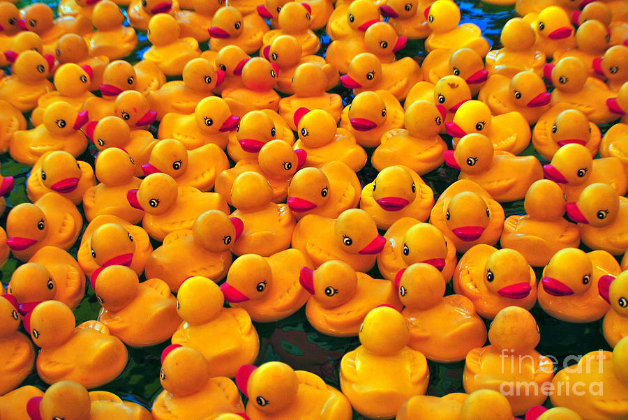 Rubber Ducky Photograph by Frank Larkin