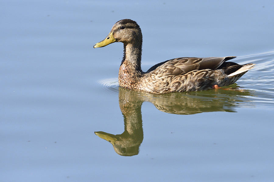 Rubber Ducky Photograph by Harold Piskiel